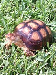 How to prepare a healthy meal for your russian tortoise with cactus and grassland tortoise food. Sulcata And Russian Tortoise Husbandry Posts Facebook