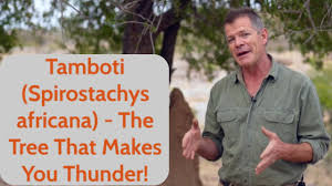 Image result for Spirostachys