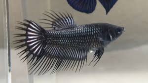 Pretty fish beautiful fish beautiful creatures animals beautiful cute animals colorful fish tropical fish betta tank aquascaping. Pin On Beautiful Betta Fish