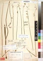 Image result for Dipcadi platyphyllum