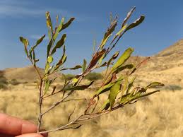 Image result for Euclea undulata