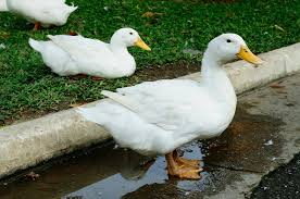 American pekin duck for sale. White Pekin Ducks Waterfowl Hatchery Cackle Hatchery