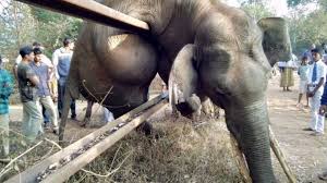 Elephant chokes to death on fence meant to save it | Condé ...