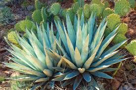 Prickly pear cactus has large flat leaves, which are actually a modified portion of the stem of the plants, that are often referred to as cactus pads. Agave And Prickly Pear Cactus In Natural Setting Arizona Stock Photo Picture And Royalty Free Image Image 12108962