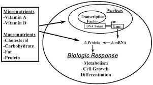 They are the nutrients required by plants in large amounts. 5 Nutrients As Regulators Of Gene Expression Scientific Advances In Animal Nutrition Promise For The New Century Proceedings Of A Symposium The National Academies Press