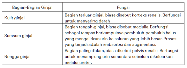 Dengan keberadaan zat pencemar jenis apapun akan berpengaruh terhadap peningkatan suhu tubuh. Organ Organ Sistem Ekskresi Pada Manusia Biologi Kelas 11