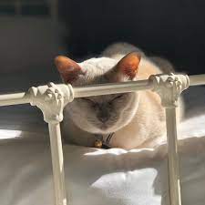 My Cat Wont Eat Or Drink What Can That Mean Flat Faced Cat Cat Cleaning Senior Cat