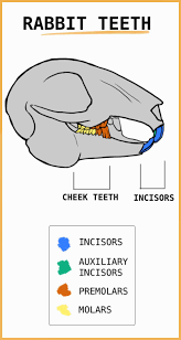 How To Keep Rabbit Teeth Trim And Healthy Pet Rabbit Care Rabbit Care Pet Bunny