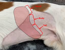 Types of lung carcinoma in dogs. Ultrasonography Of The Spleen Imv Imaging