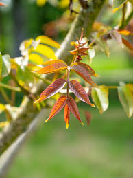 Image result for Juglans