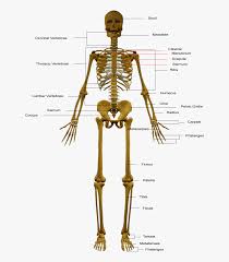 Transparent Skeletal System Png Skeletal System Diagram Hd