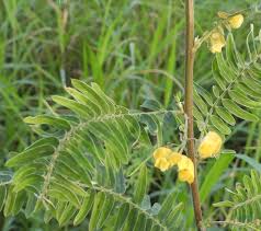 Image result for Sesbania macrantha