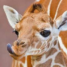 Check spelling or type a new query. Giraffe Sticking Out Tongue