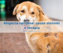 Le malattie autoimmuni sono condizioni morbose particolari, caratterizzate da una risposta negli individui con una malattia autoimmune, infatti, gli elementi che costituiscono il sistema immunitario. Alopecia Nel Cane Quali Possibili Cause E Cura Vet Fiocco Scalvi
