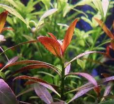 Image result for Ludwigia leptocarpa