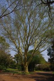Image result for Acacia xanthophloea
