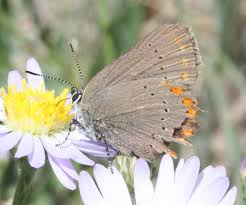 Image result for Satyrium carsonii