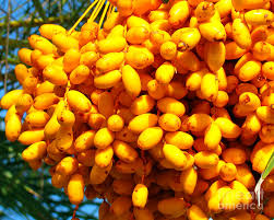 Old leaves remain attached to the trunk for several years before falling cleanly. Palm Tree Fruit 2 Photograph By Nancy L Marshall