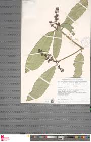 Image result for Rinorea ilicifolia