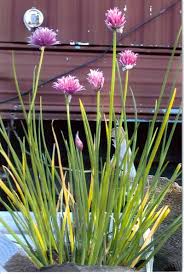 Image result for Liliaceae