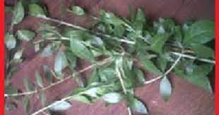 Gunakanlah daun yang sudah kering dan buat menjadi bubuk. Cara Membuat Henna Alami Dari Daun Pacar Dan Cara Meraciknya Menjadi Pasta Henna