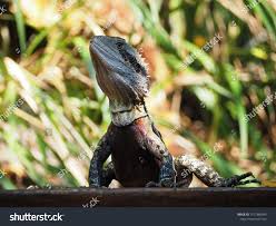 Photos Of Animals In Nature At Brisbane City Botanic Garden Ad Spon Nature Animals Photos Brisbane Animals Brisbane City Photo