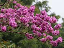 Image result for Handroanthus sp. near impetiginosus