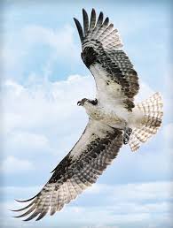 British Birds Of Prey In Flight Pictures In Flight By Athena Mckinzie British Birds Of Prey Osprey Bird Birds Of Prey