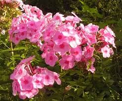 Phlox includes thousands of varieties, ranging from creeping phlox (phlox stolonifera) to tall garden phlox hybrids. Sydney Tanner How To Plant Tall Creeping Phlox In Your Garden Local Chippewa Com