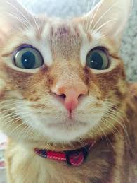 Alev Tuncay Dogru Adli Kullanicinin Kedi Panosundaki Pin Kedi