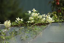 Clematis 'anita', tangutica group clematis 'anita', clematis tangutica 'anita'. Anita Clematis Tangutica Anita Online Kaufen