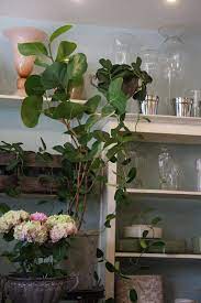 Coccoloba Uvifera Sea Grape Grape Tree Plant Species Plants
