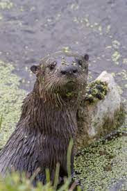 Rover Otter South Florida Music Indieartist Chicago Otters Baby Otters Otter Love