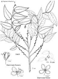 Image result for Phyllanthus beillei