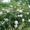 Half tree rose (~65cm) in 6.5l pot. 1