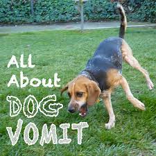 All About Dog Vomit Why Is My Dog Throwing Up Dog Throwing Up Dogs Dog Remedies
