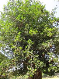 Image result for Pentadesma