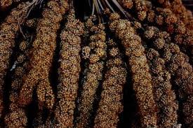 Image result for Melinis macrochaeta