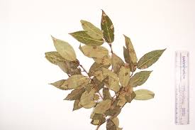 Image result for Sebaea pentandra