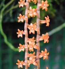 Image result for Chamaeangis