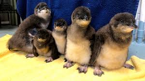 The penguins community on reddit. Baby Penguins Meet The Five New Little Blue Penguin Chicks At The Adventure Aquarium In Camden New Jersey 6abc Philadelphia