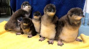 Possibly from welsh pen (head) and gwyn (white), or from latin pinguis (fat). Baby Penguins Meet The Five New Little Blue Penguin Chicks At The Adventure Aquarium In Camden New Jersey 6abc Philadelphia