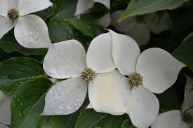 Check spelling or type a new query. How To Propagate And Grow Milky Way Chinese Dogwood Trees Cornus Kousa Mike S Backyard Nursery