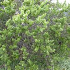 Image result for Osyris compressa