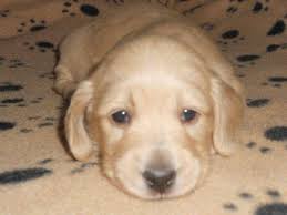 Mini dachshund dachshund puppies dachshund puppy miniature cute animals puppy dog eyes puppies puppy pictures blonde dachshund cute dogs. Cream Dachshund Pets And Animals For Sale Texas