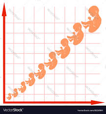 human fetus growth chart