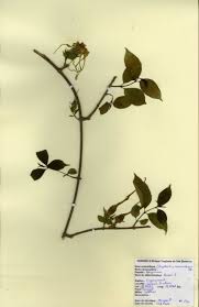 Image result for Strophanthus sarmentosus