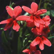 Image result for Lotononis laxa