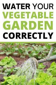 Refer to the chart below write down the watering needs of all of your plants. How To Water Your Vegetable Garden Correctly