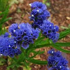 Statice Blue River Flower Seeds Limonium Sinuatum 50seeds Flower Seeds Planting Flowers Statice Flower